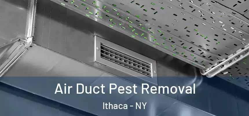  Air Duct Pest Removal Ithaca - NY