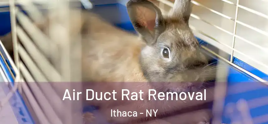  Air Duct Rat Removal Ithaca - NY