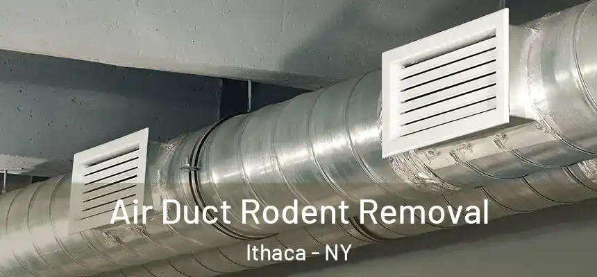  Air Duct Rodent Removal Ithaca - NY